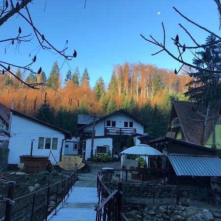 Villa Podul De Brazi - Fir Bridge Cîrţişoara Esterno foto
