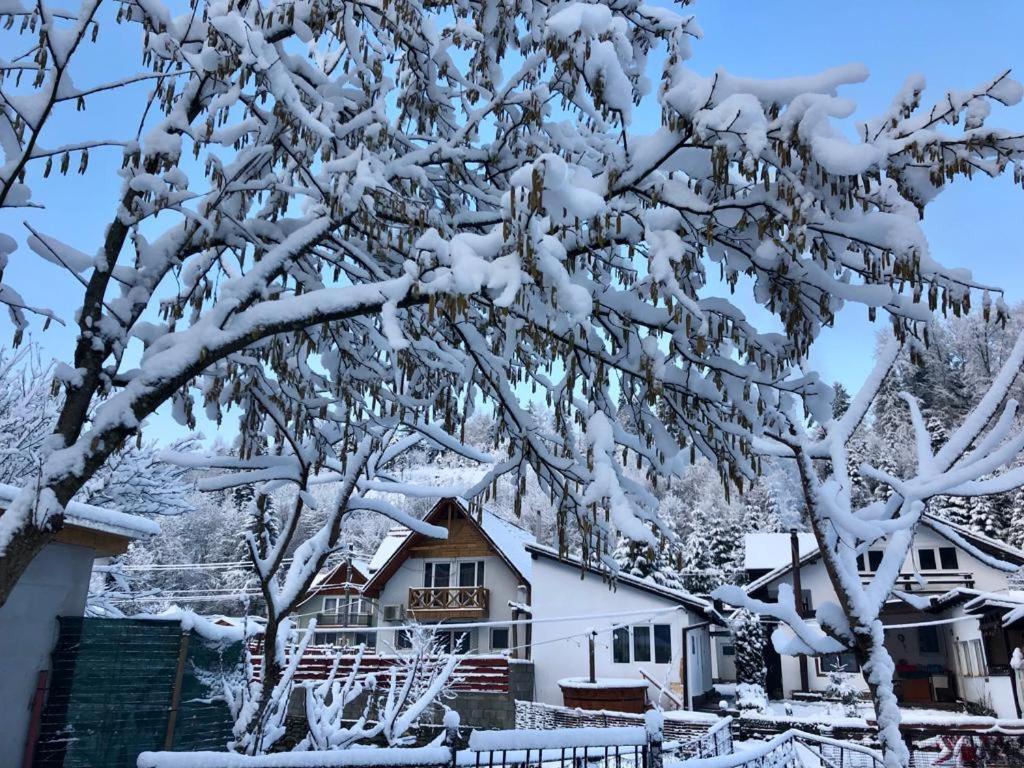 Villa Podul De Brazi - Fir Bridge Cîrţişoara Esterno foto
