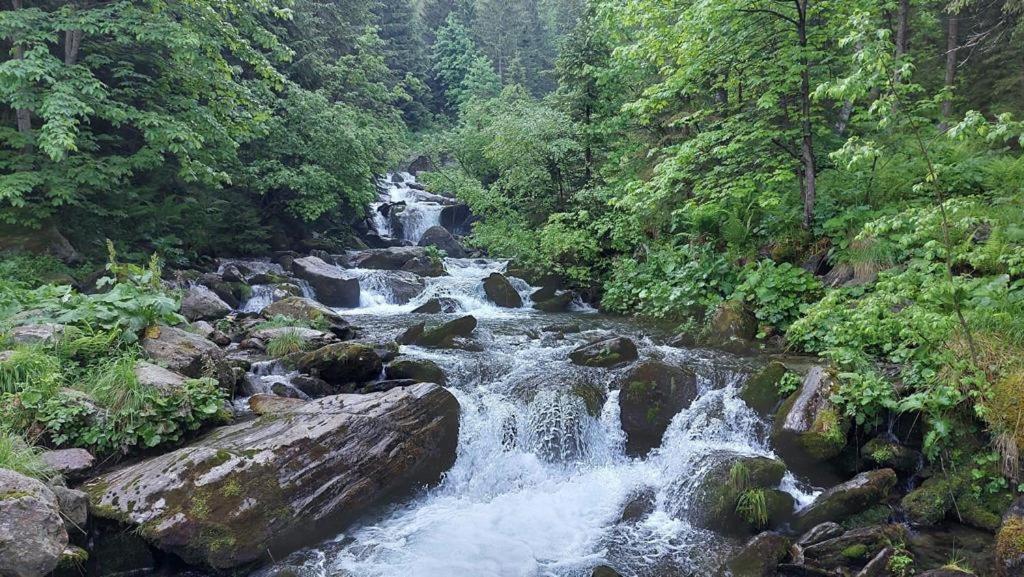 Villa Podul De Brazi - Fir Bridge Cîrţişoara Esterno foto